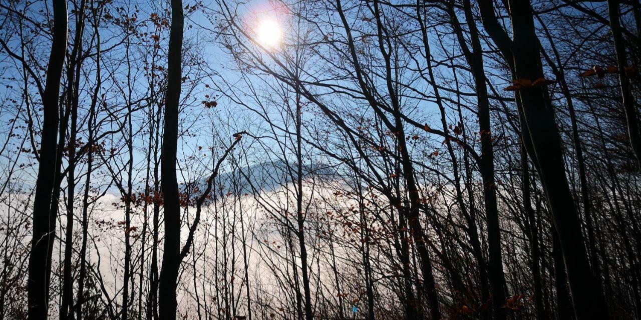 Zimmervermietung Stocker Вайдхофен-ан-дер-Ибс Экстерьер фото